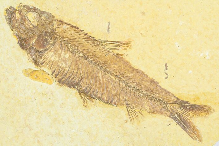 Detailed Fossil Fish (Knightia) - Wyoming #372326